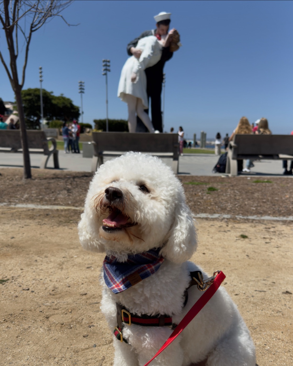 Ollie on our full-time travels