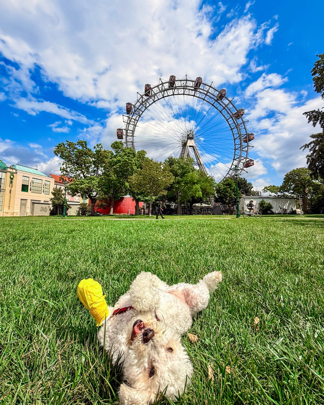 Ollie on our full-time travels