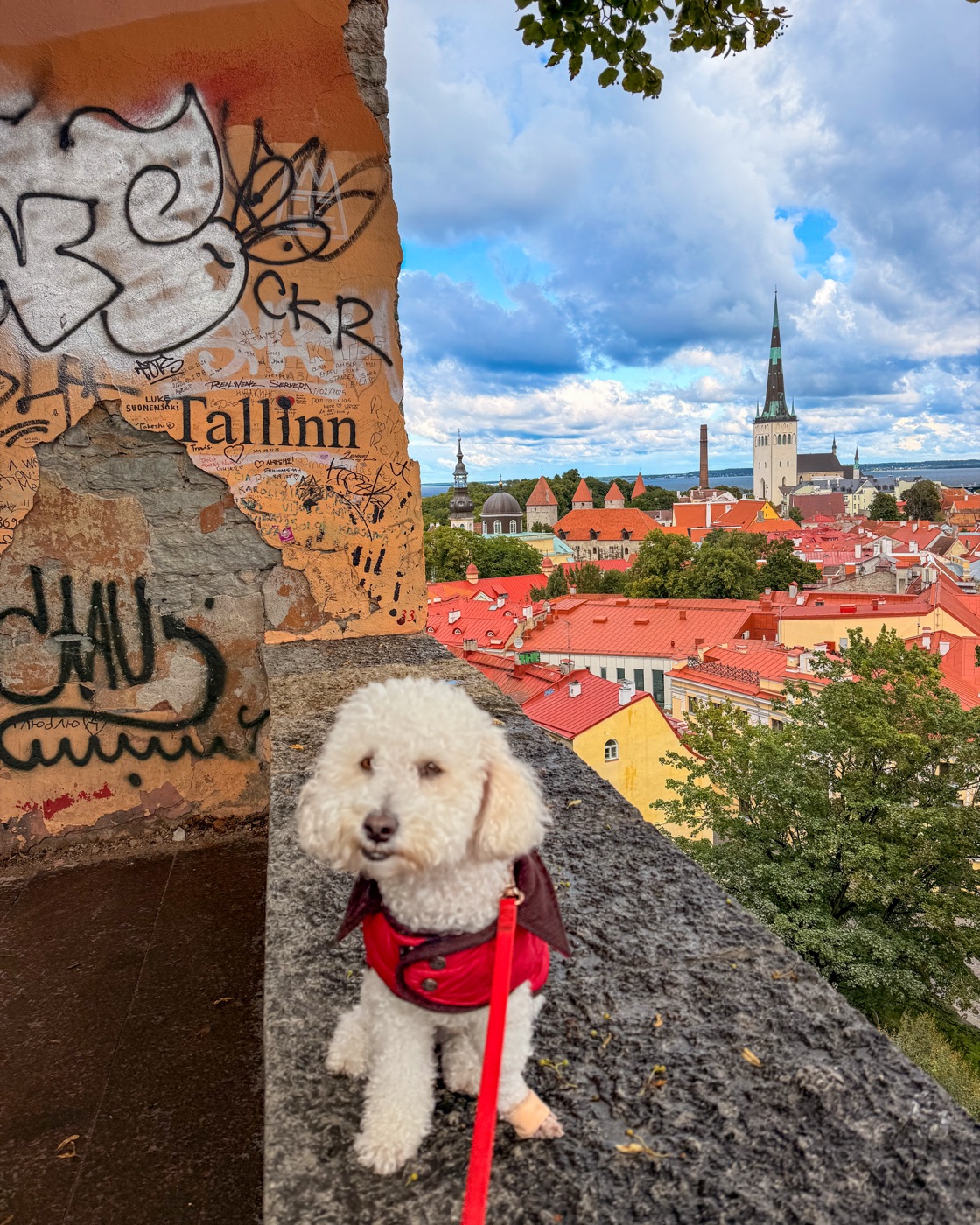 Ollie on our full-time travels