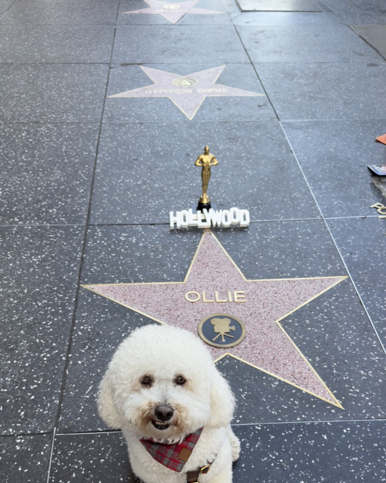 Ollie on our full-time travels