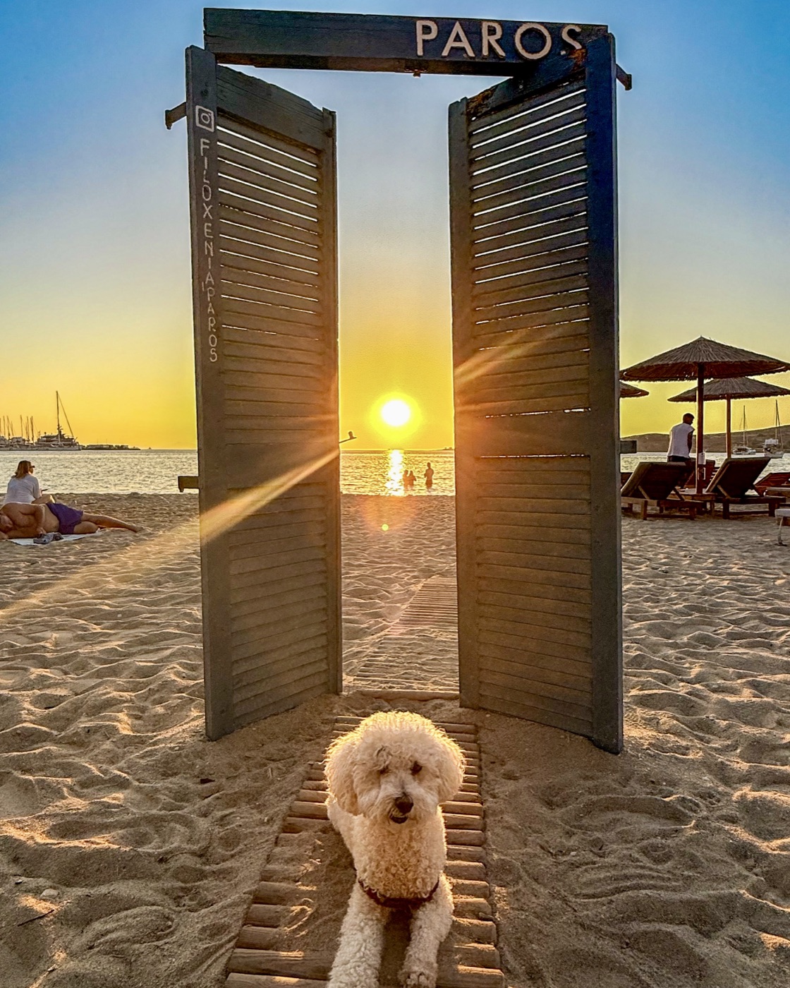 Ollie on our full-time travels