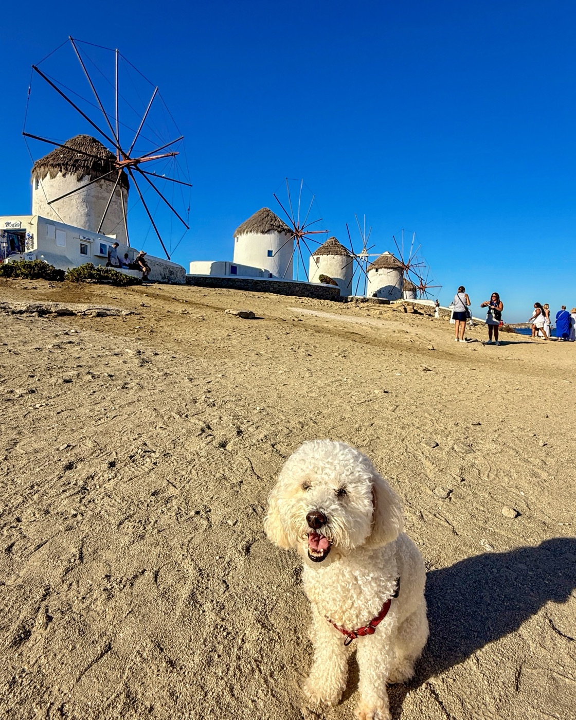 Ollie on our full-time travels
