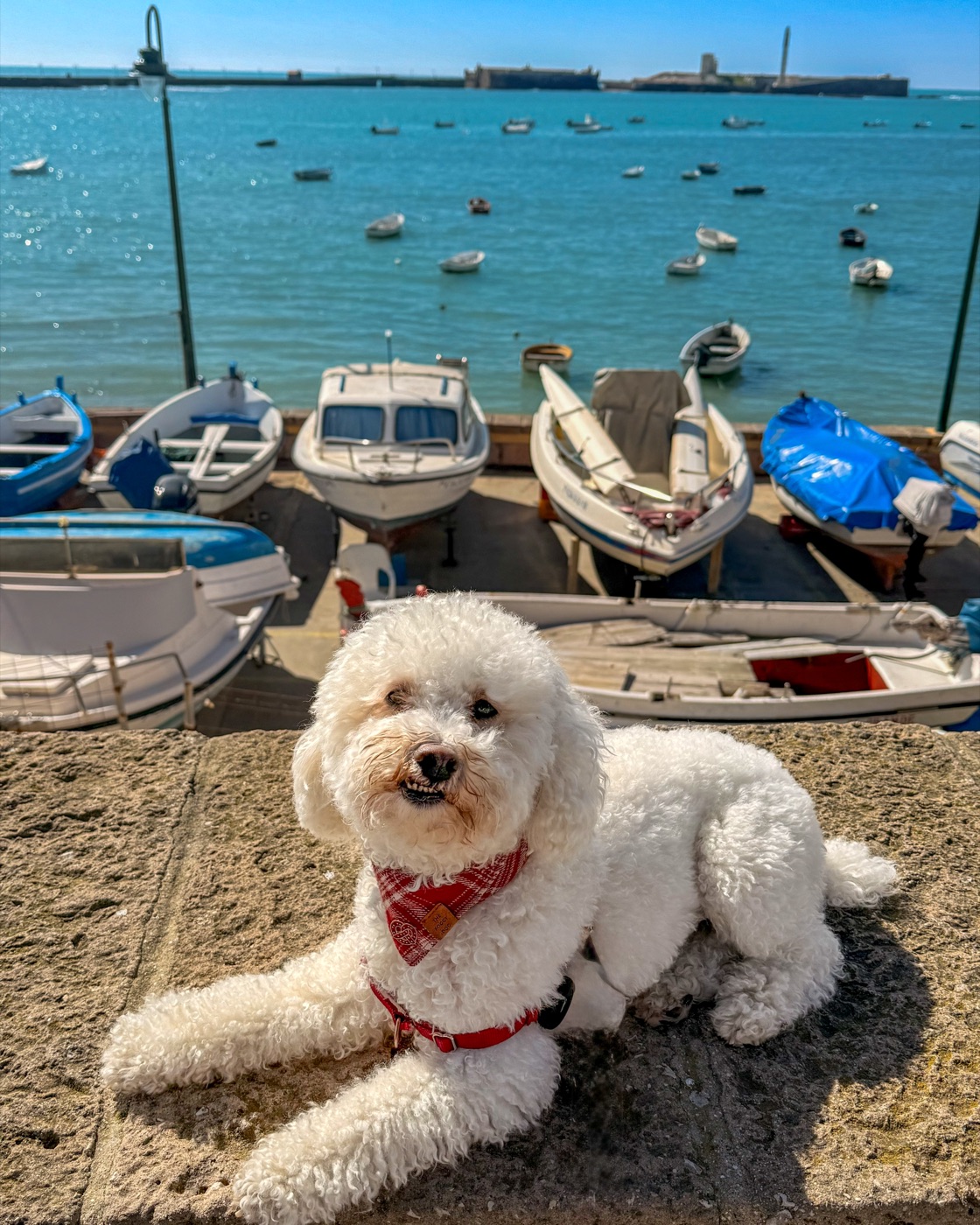 Ollie on our full-time travels