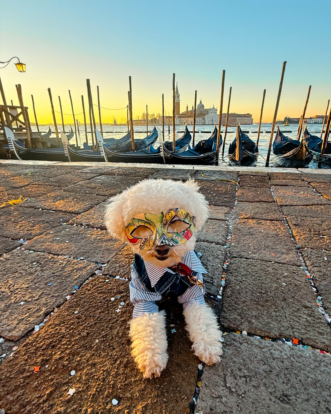 Ollie on our full-time travels