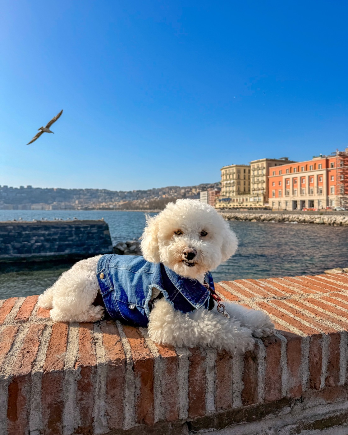 Ollie on our full-time travels