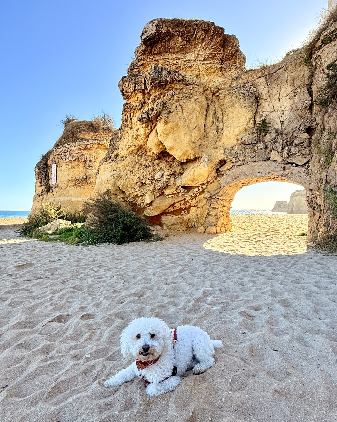 Ollie on our full-time travels