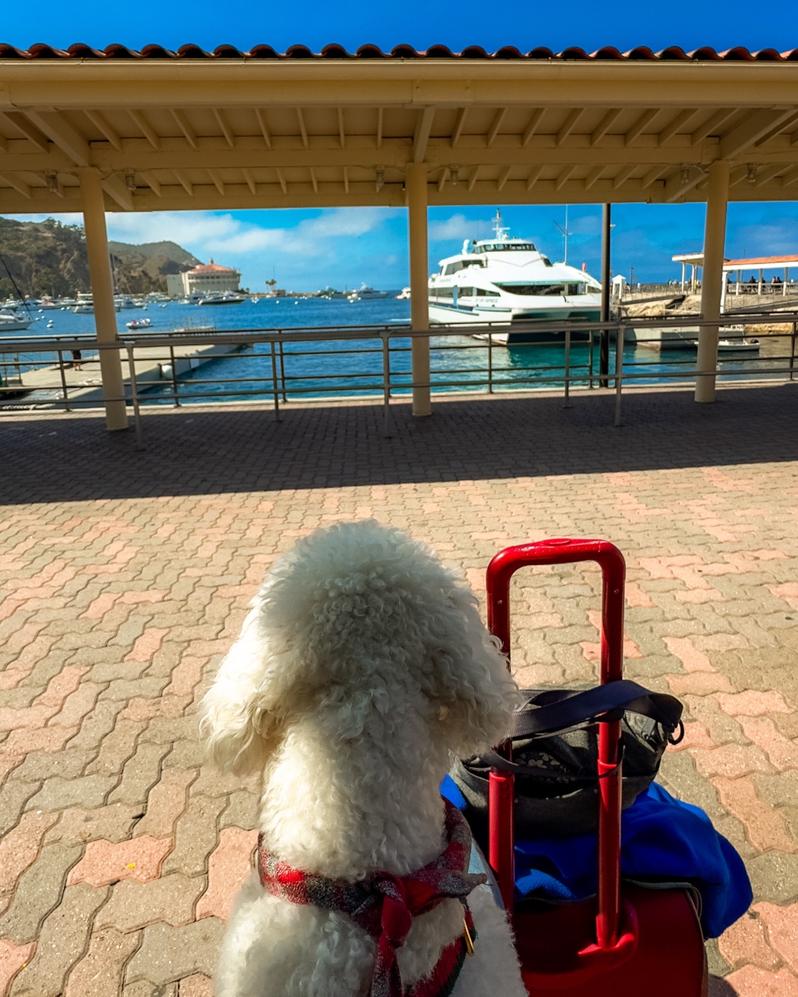Ollie on our full-time travels